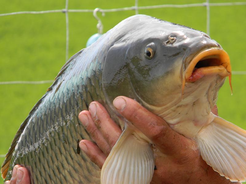 capturi 2013 - poze-sanpaul-114.jpg